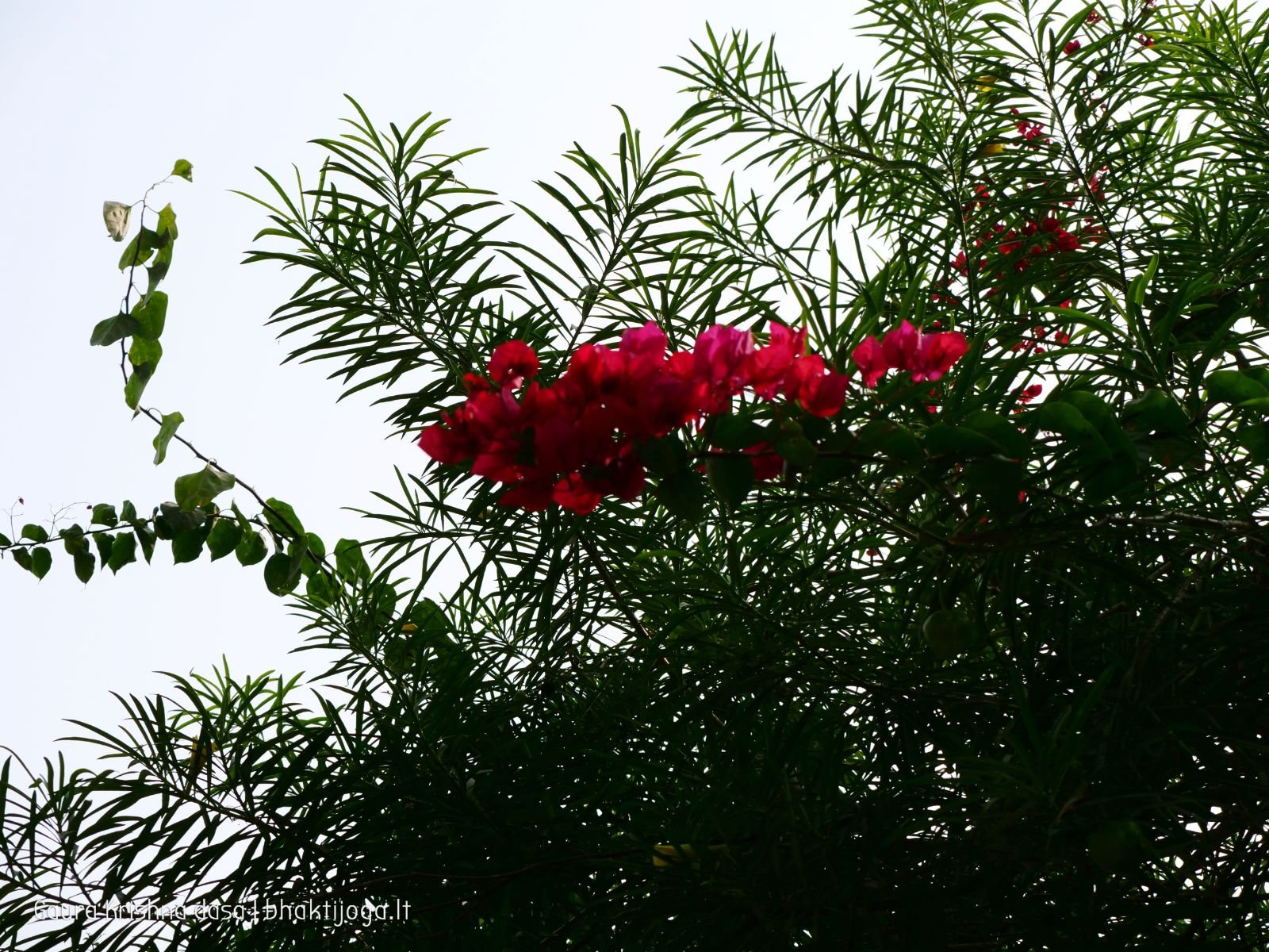 8 radhas garden varshana 2019 12 10